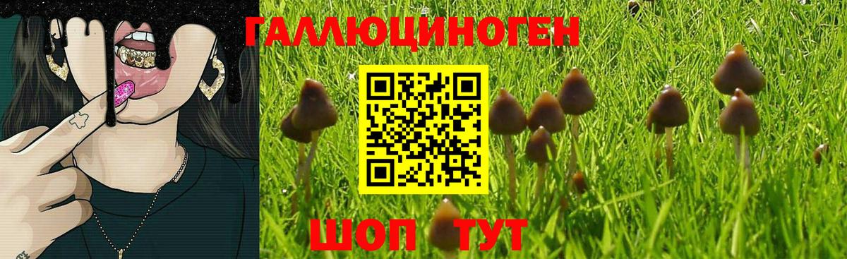 Псилоцибиновые грибы GOLDEN TEACHER Россошь